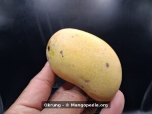 Whole Okrung mango held in hand showing compact oblong form - Okrung mango