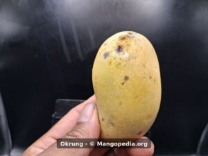 Whole Okrung mango upright showing yellow skin and stem-end marks - Okrung mango