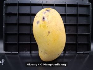 Okrung mango upright on measuring board showing small fruit size - Okrung mango