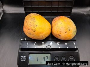 Two Little Gem mangoes on scale weighing 1 pound 4.2 ounces - Little Gem mango