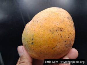 Whole Little Gem mango held in hand showing orange yellow skin and speckling - Little Gem mango