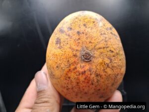 Whole Little Gem mango stem end showing orange skin with dark speckling - Little Gem mango
