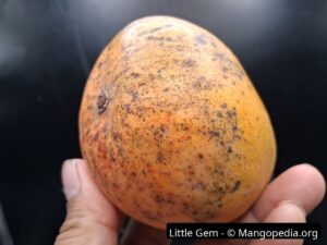Whole Little Gem mango side view showing ripe orange yellow skin - Little Gem mango