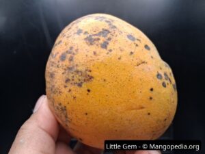 Whole Little Gem mango showing black speckling and orange skin - Little Gem mango