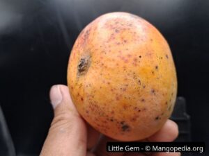 Whole Little Gem mango side closeup with orange blush and speckling - Little Gem mango