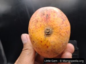 Whole Little Gem mango stem end closeup with pink orange blush - Little Gem mango