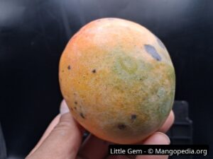 Whole Little Gem mango closeup showing green yellow orange skin and speckling - Little Gem mango