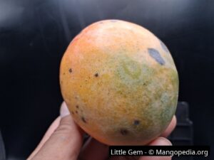 Whole Little Gem mango closeup showing green shoulder and orange blush - Little Gem mango