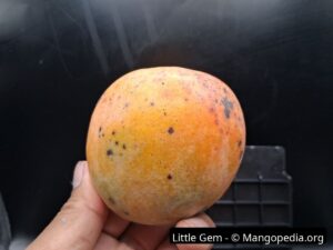 Whole Little Gem mango held in hand showing rounded shape and orange skin - Little Gem mango