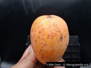 Whole Little Gem mango upright showing orange blush and dark speckling - Little Gem mango