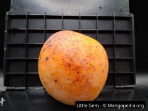 Little Gem mango standing on measuring board showing small fruit size - Little Gem mango