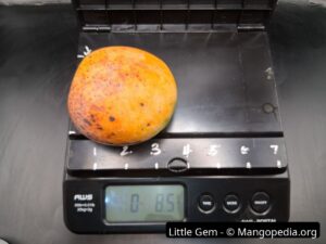 Little Gem mango on scale weighing 8.5 ounces - Little Gem mango