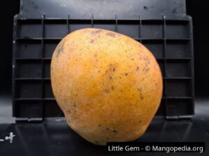 Little Gem mango side view on measuring board showing compact oval fruit - Little Gem mango