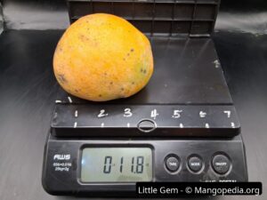 Little Gem mango on scale weighing 11.8 ounces - Little Gem mango
